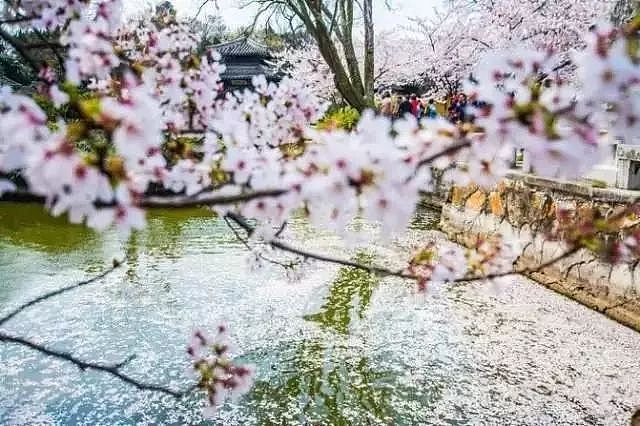 何必远赴日本，中国这8个超浪漫赏樱地，最便宜6元就可出发！ - 21