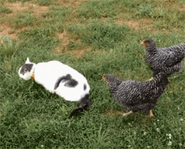 这猫在吃草，几只鸡跑过来，误把它的尾巴当成虫子啄，结果... - 2