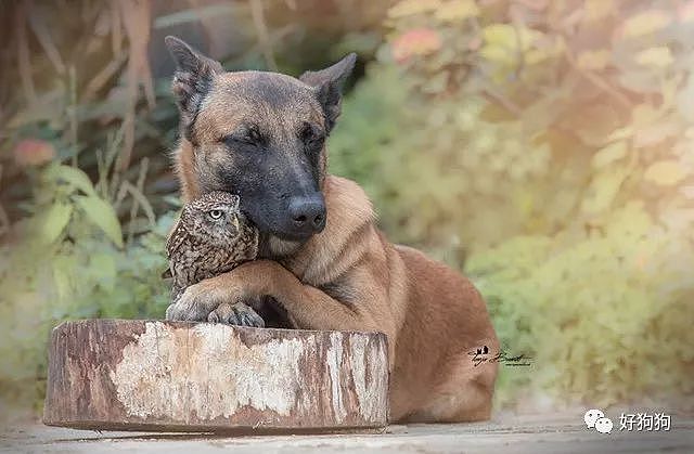 没想到马犬才是汪界交际花，现在竟和猫头鹰私混到一块了！ - 3