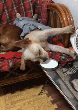 狗狗喝奶姿势很奇特，网友以为是病犬很心疼，可主人：它是懒的！ - 1