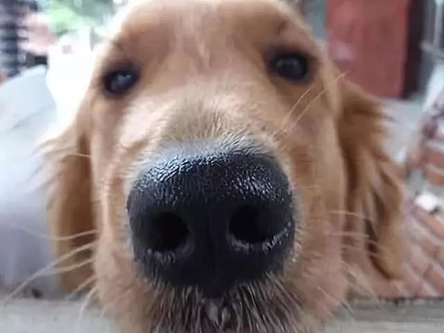 狗狗的鼻子为什么总是湿湿的，这可能是我听到的最暖心的传说！ - 8