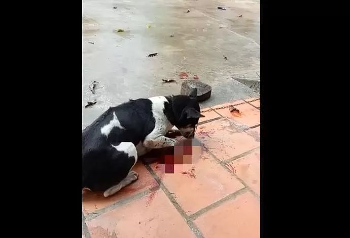 狗狗被主人砍断前腿只因犯了一个小错，邻居不劝阻甚至还在一旁拍视频 - 5