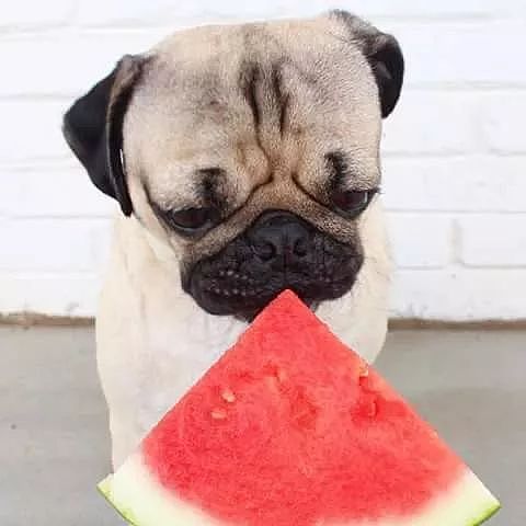 夏季消暑，有些水果绝对不要给狗吃！ - 12