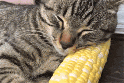 这猫不知从哪捡了根玉米，也不舍得吃，就枕着睡觉，笑死了！ - 2