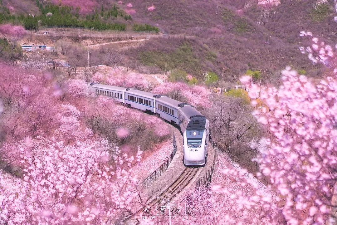 何必远赴日本看樱花？北京这趟开往春天的小火车，下周发车！ - 15