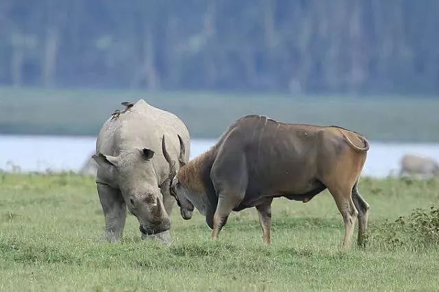 肯尼亚+坦桑尼亚，春节远走东非开启Safari之旅！ - 10