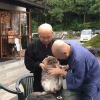 日本猫寺里住着30多只猫，竟比僧人还多，又想骗我去当和尚？ - 14