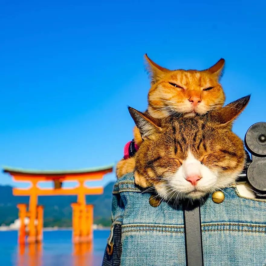 两只喵游遍日本！这绝对是出镜主人公最萌的一篇游记 - 4