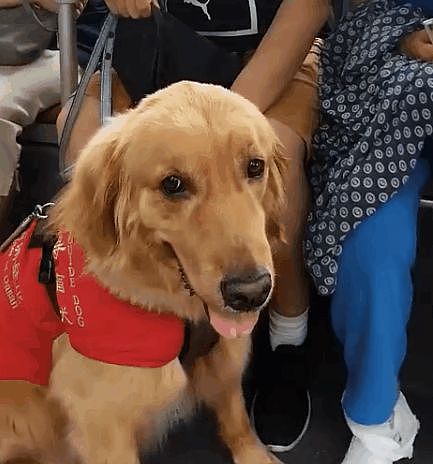 ​公交上来了一位特殊朋友大金毛，原来是导盲犬 - 1