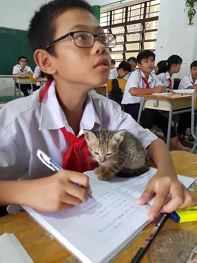 小朋友把猫带到教室一起上课，有猫陪着居然还能这么认真写作业！ - 1