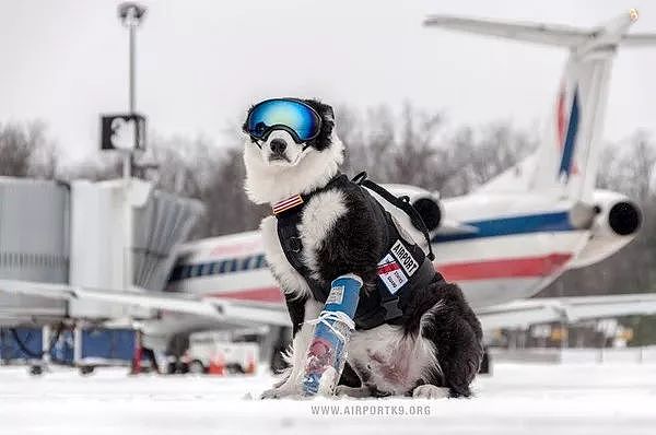 机场英雄犬离世…它一生驱逐8千只鸟，离开前一天仍在跑道工作…… - 8