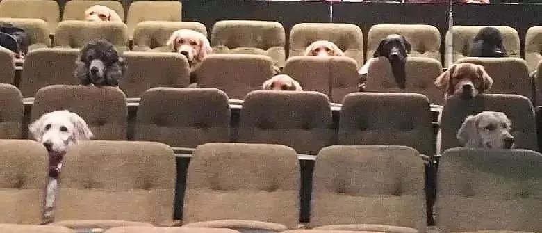 去剧场看音乐剧，发现后排坐满了狗砸...这谁还能安心看舞台？ - 8