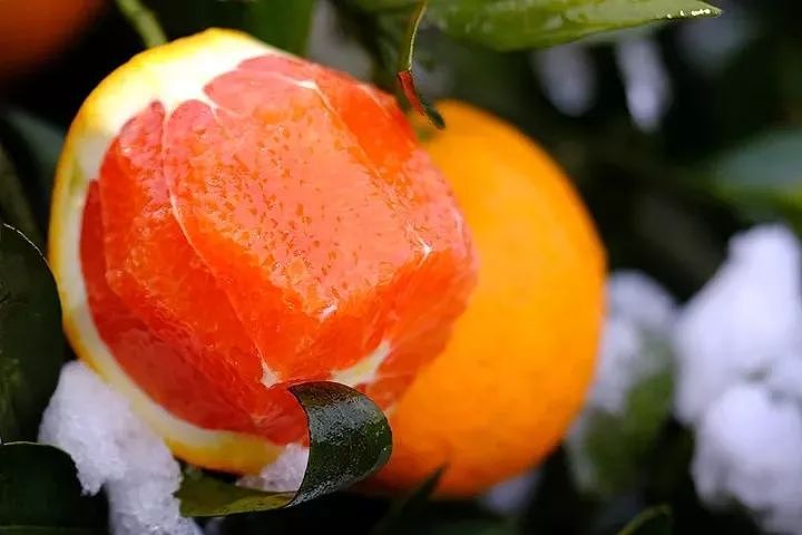 难得一遇的血橙，冰雪洗礼后更润甜，口口爆汁 - 16