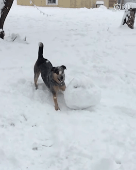 北方狗狗会滚雪球——来玩打雪仗不，输了住院的那种！ - 7