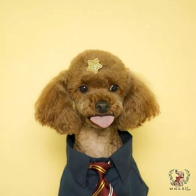 韩国狗狗幼儿园课程表曝光，原来它们上学不止打闹和睡觉！ - 28