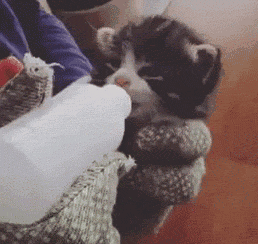 看了这组小奶猫喝奶的图后，你会发现它们有一个共同点，原来... - 4