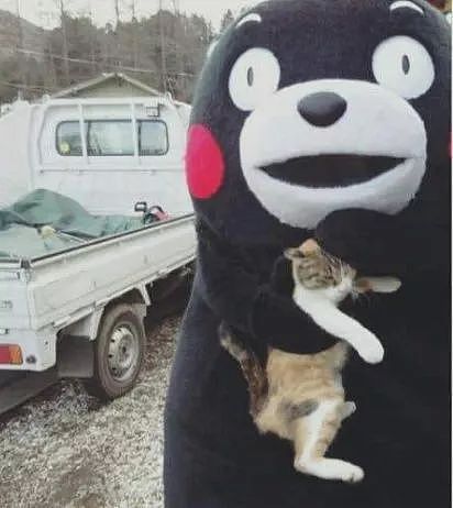 一推主穿着熊本熊服，遇到了一只猫，把它抱起来后，猫的反应... - 3