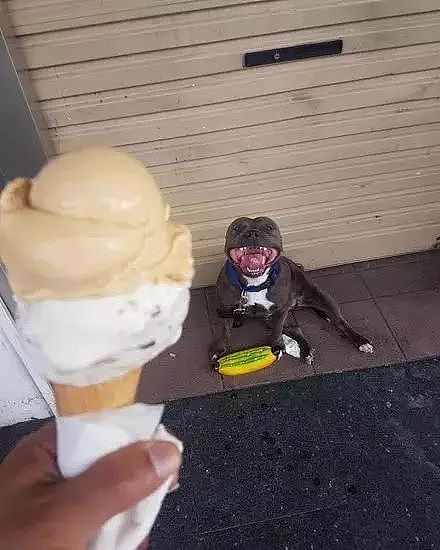 买了个冰淇淋，本想分狗子一点，结果这货一张口...阔怕！ - 2