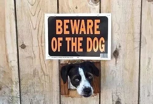 这些“小心恶犬”警告，竟都是骗人的！ - 8