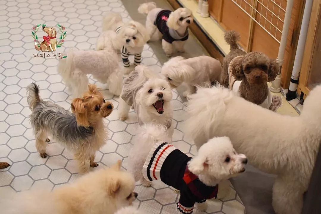 韩国狗狗幼儿园课程表曝光，原来它们上学不止打闹和睡觉！ - 15