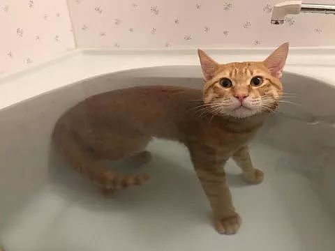 推主家的橘猫，不仅不怕洗澡，还特别热衷于泡澡，而且... - 8