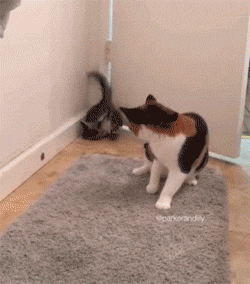 这只小猫闯进房间要跟大猫打架，大猫懵：这是沙雕什么招式？ - 3