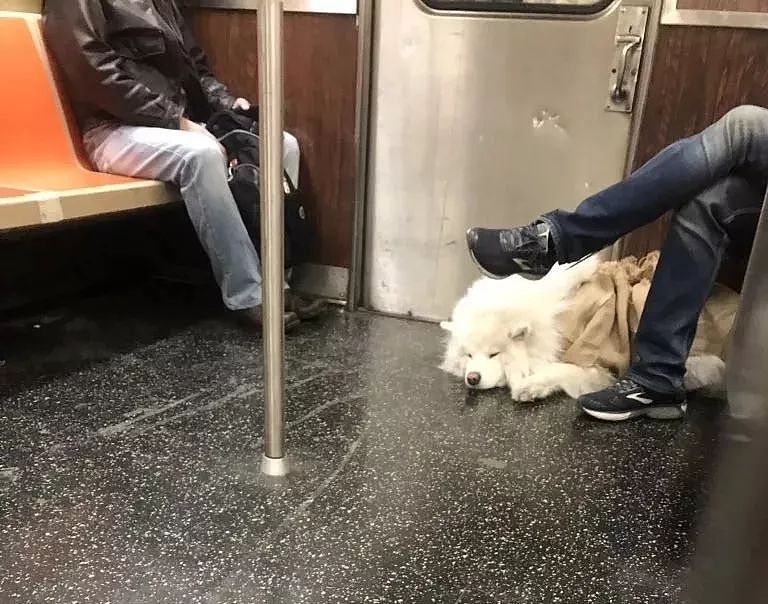 把狗装起来就能乘地铁！可这只萨摩耶却被拦了下来，原因是... - 12