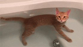 推主家的橘猫，不仅不怕洗澡，还特别热衷于泡澡，而且... - 11