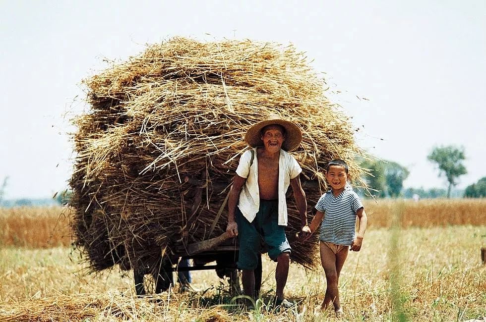 致麦收：穷人家的孩子，要活成一棵麦子 - 10