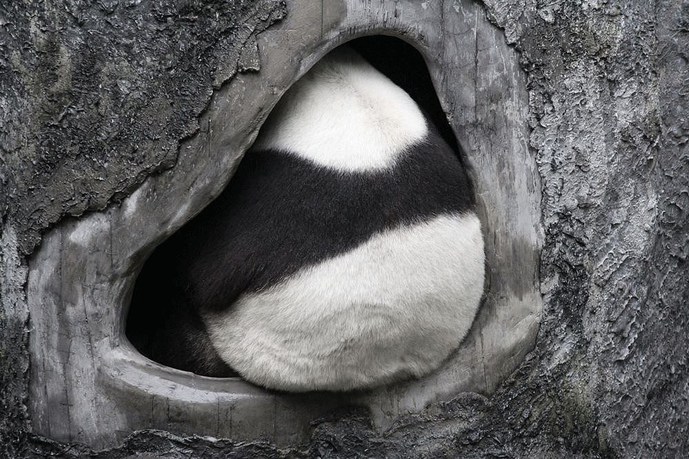 熊猫去了趟荷兰惊呆了！本以为是去旅游的，没想到是去登基的！ - 19