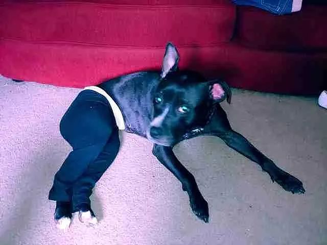 主人为尾巴受伤的狗狗打造超sexy小裤裤，狗：我就是家里最靓的崽！ - 6