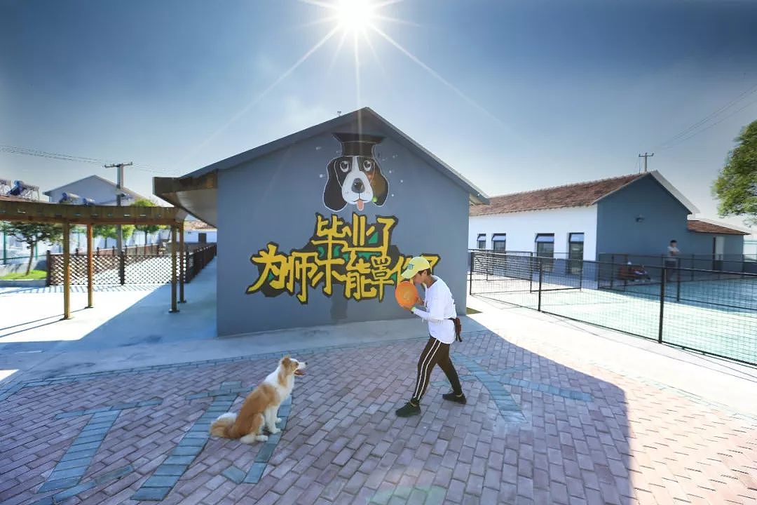 南京的狗砸有福啦，这可能是南京最大的一个狗狗宠物乐园！ - 9