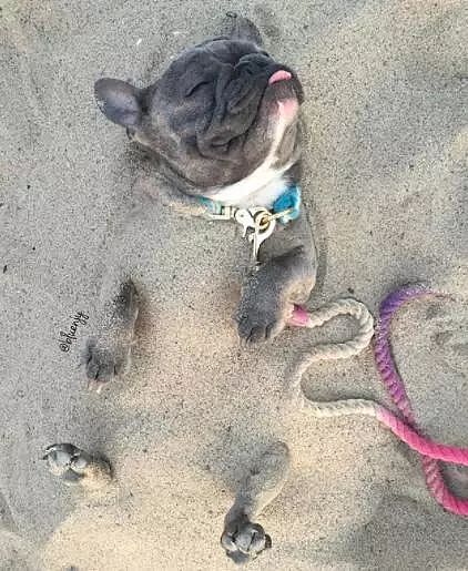 狗砸躺在沙滩上吃面包……这大概就是我想要的生活吧！ - 2