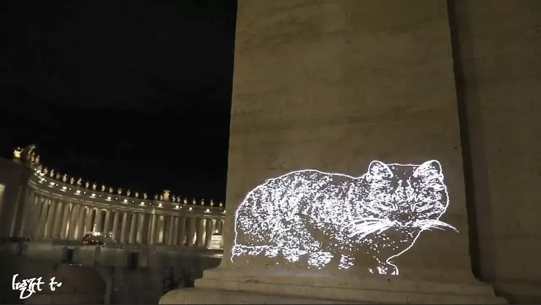 近日罗马街头惊现巨型光雕艺术猫咪，才发现猫咪还可以这么玩！ - 1