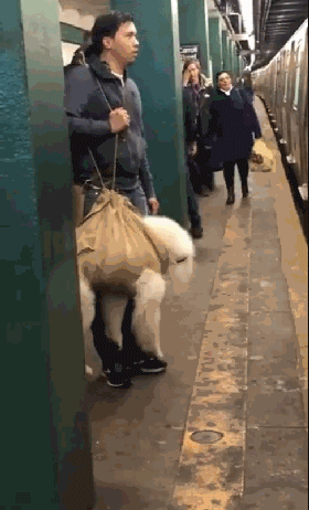 把狗装起来就能乘地铁！可这只萨摩耶却被拦了下来，原因是... - 11