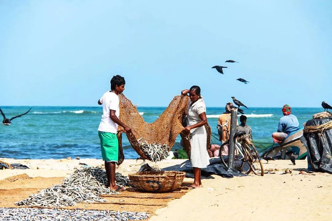 斯里兰卡——印度洋的美丽海岛，南亚的“小非洲” - 6