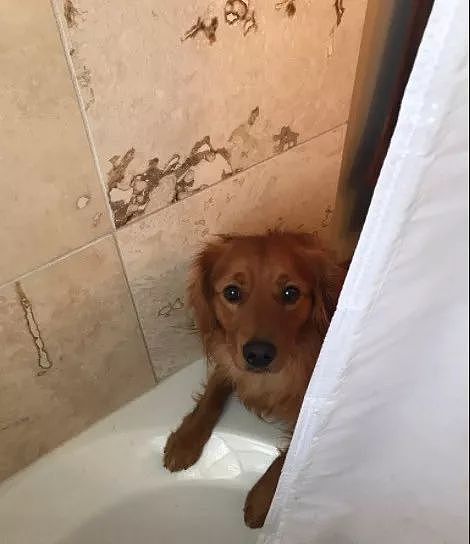 这只超讨厌洗澡的狗子，却突然跑到浴室找主人，原来... - 5
