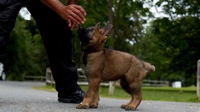 警局淘汰了“不合格”的小警犬，结果被市民抢着领养 - 6