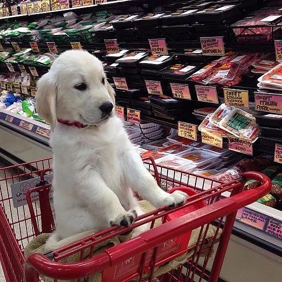 第一次带狗逛超市，你确定自己带的钱够花吗？ - 7