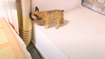 小狗想跳到床上，尝试了几次都不敢，结果..... - 2
