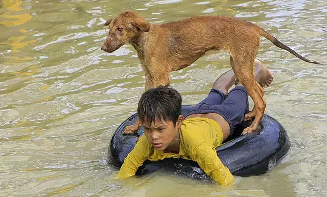 寿光洪水，这位男子带出来的唯一“财产”，是他的狗狗 - 12