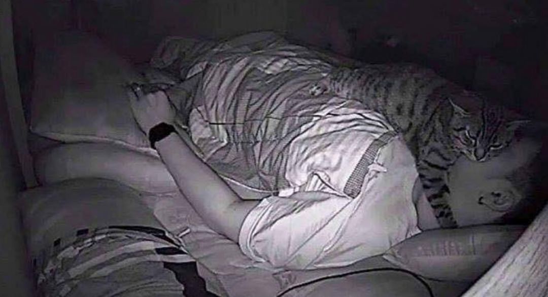 铲屎官睡觉常常觉得呼吸困难，装了摄像头发现真相居然是…… - 3