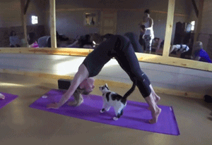 米国这家瑜伽教室推出的瑜伽课程，在猫老师的教导下，大家都... - 10