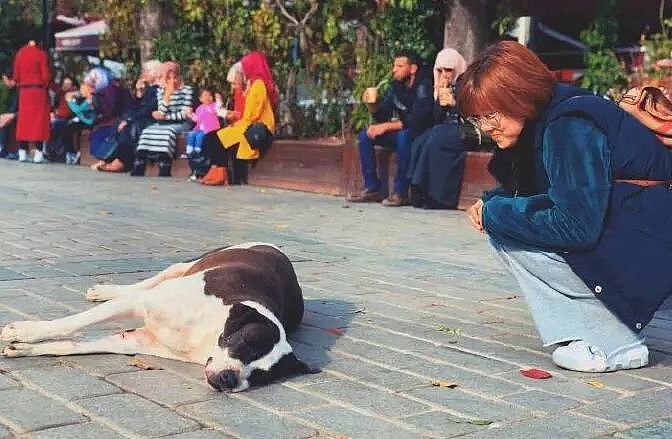 网友到土耳其旅游，“那里的流浪狗，见人就躺下求摸摸！” - 12