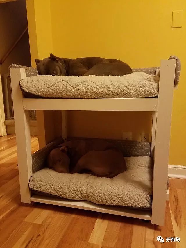 主人给2只狗狗做了个双层床，狗子：这就是睡在我上铺的兄弟啊！ - 5