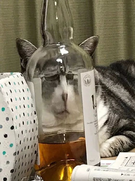 猫躲在瓶子后，主人从瓶子另一端给它照的这张照片，太搞笑了！ - 1
