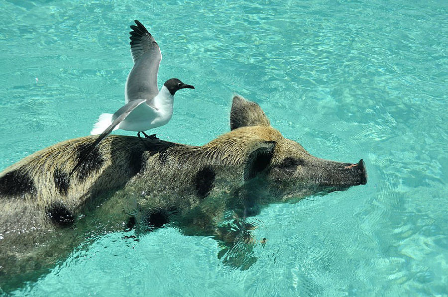 巴哈马有一个猪岛，上面有一群被水手遗弃的猪，是当年没来得及吃完的…… - 8