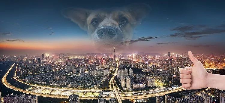 将中华田园犬移出禁养名单？深圳的做法，值得所有城市学习 - 23