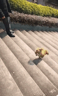 狗子在主人面前表演倒立下阶梯，这技术看惊呆了.... - 1
