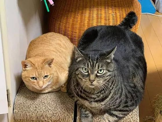推主家的两只猫同时出镜，眼尖的网友发现，橘猫居然比狸花小那么多！ - 2